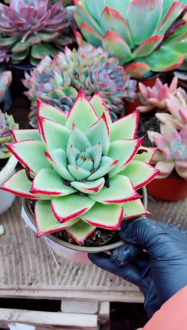 安*03012多肉植物一物一拍