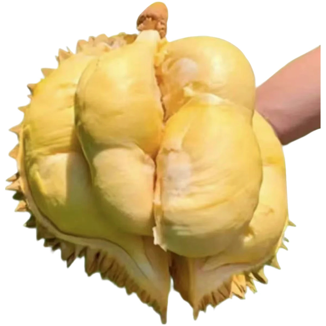 【福利单】软糯纯肉1-2斤泰国金枕AA级核小肉多果【现开】泰国新鲜榴莲金枕同城送金枕泰国