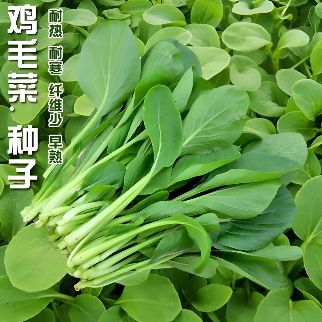 鸡毛菜种子种籽蔬菜易种易活四季阳台盆栽简单室外速生小白菜籽
