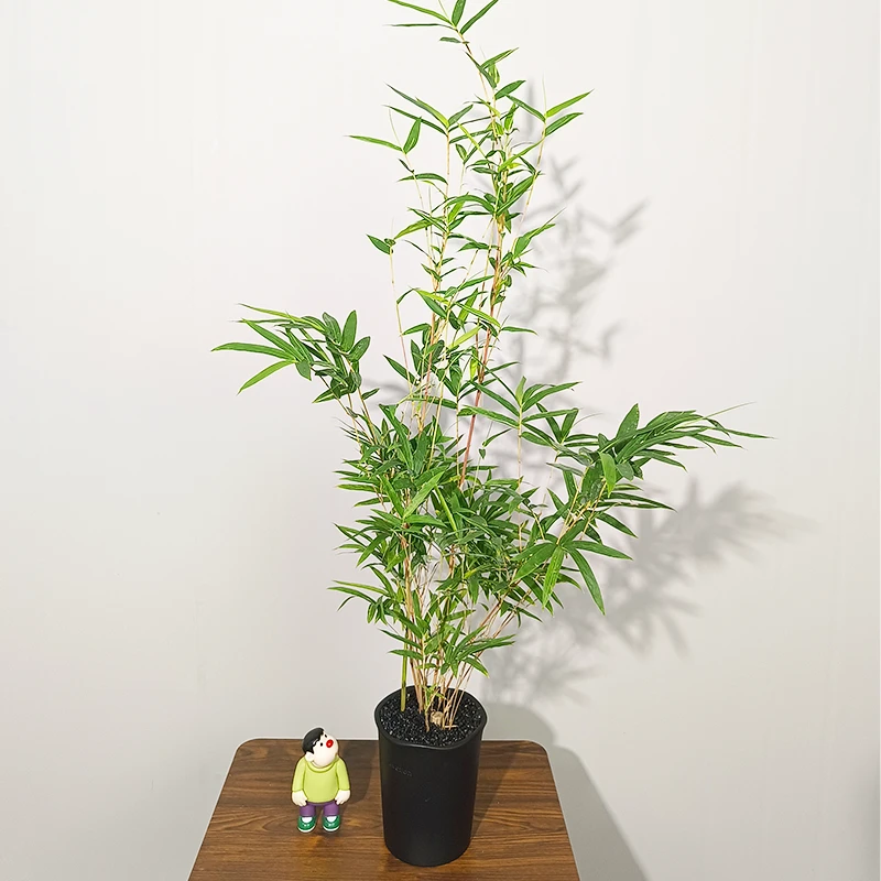 【丛林红观音竹】鸿运竹带盆种好桌面观茎观叶绿植寓义步步高升