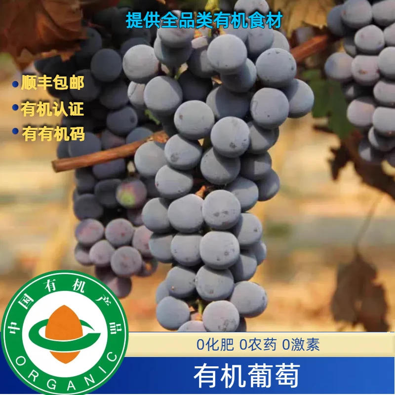 有机葡萄有机夏黑葡萄有机认证无农残不打药空运包邮现摘现发