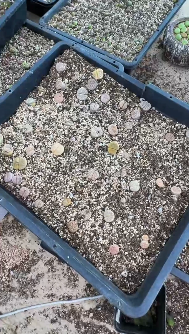 9-486多肉植物肉锥