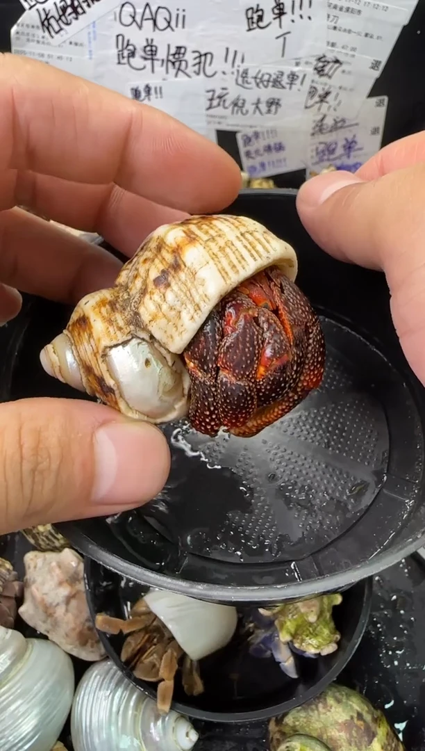 2.7口黑莓一只，不包全品