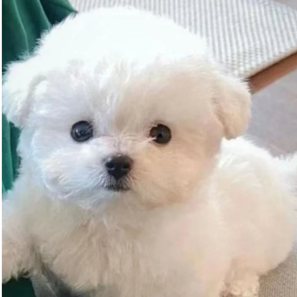 韩系比熊犬双血统小体比熊幼犬甜美可爱健康好养北京纯种比熊出售