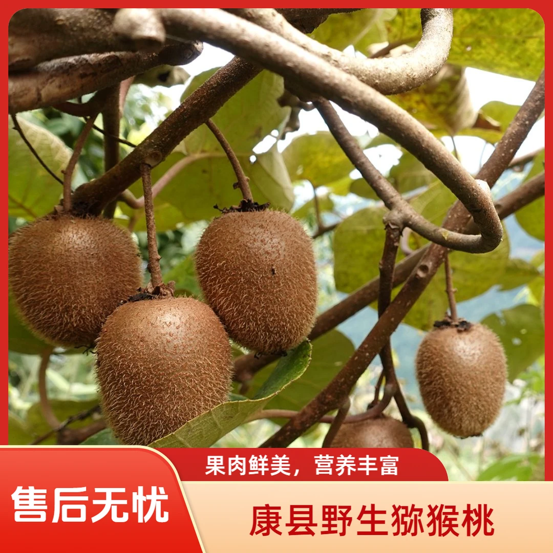 甘肃康县秦岭正宗野生绿心猕猴桃新鲜当季水果奇异果