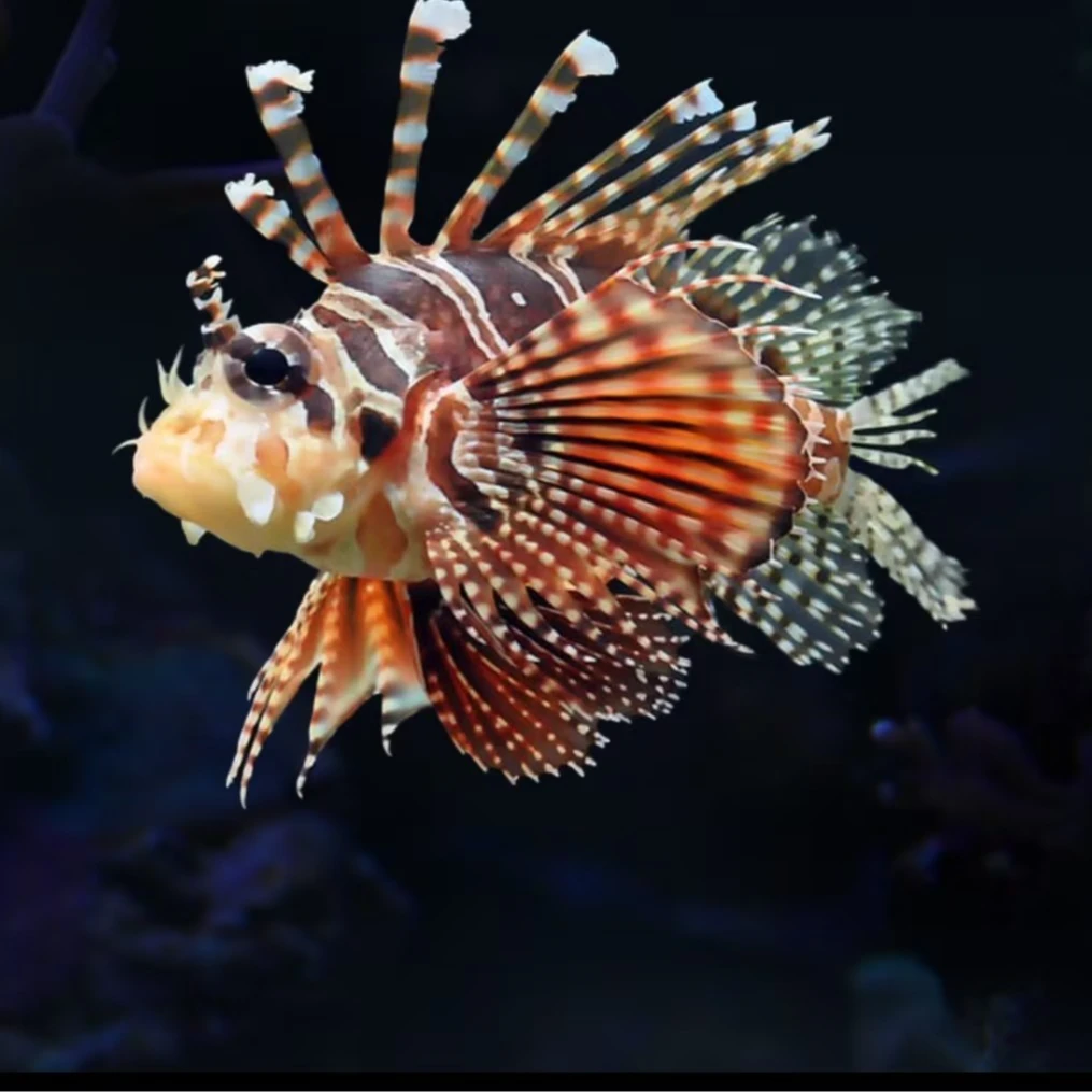 短狮海水鱼售后需拍开箱视频（免包装费）