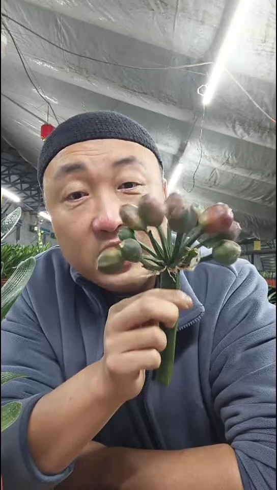 无花朵【红花果子 4粒】