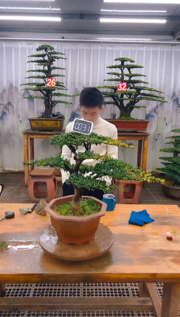无花朵精品盆景直播间一物一拍