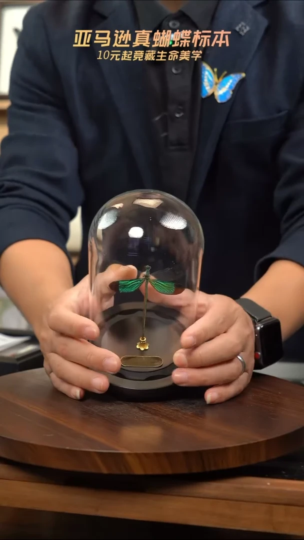 华艳色蟌小号玻璃罩