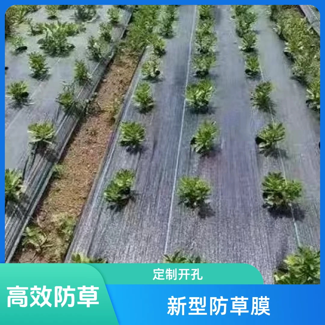 新型花卉中药材蔬果孔防草膜布农用除草地膜地布开打孔防草菜地