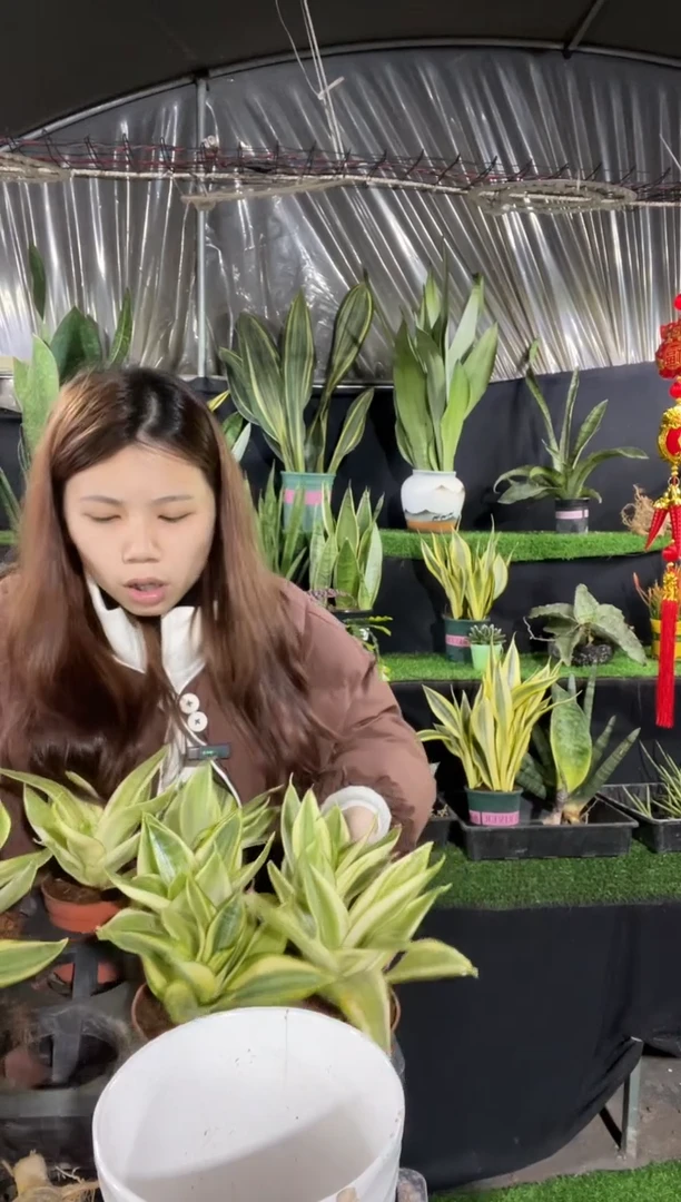 【闪购商品】哈尼带盆9.9