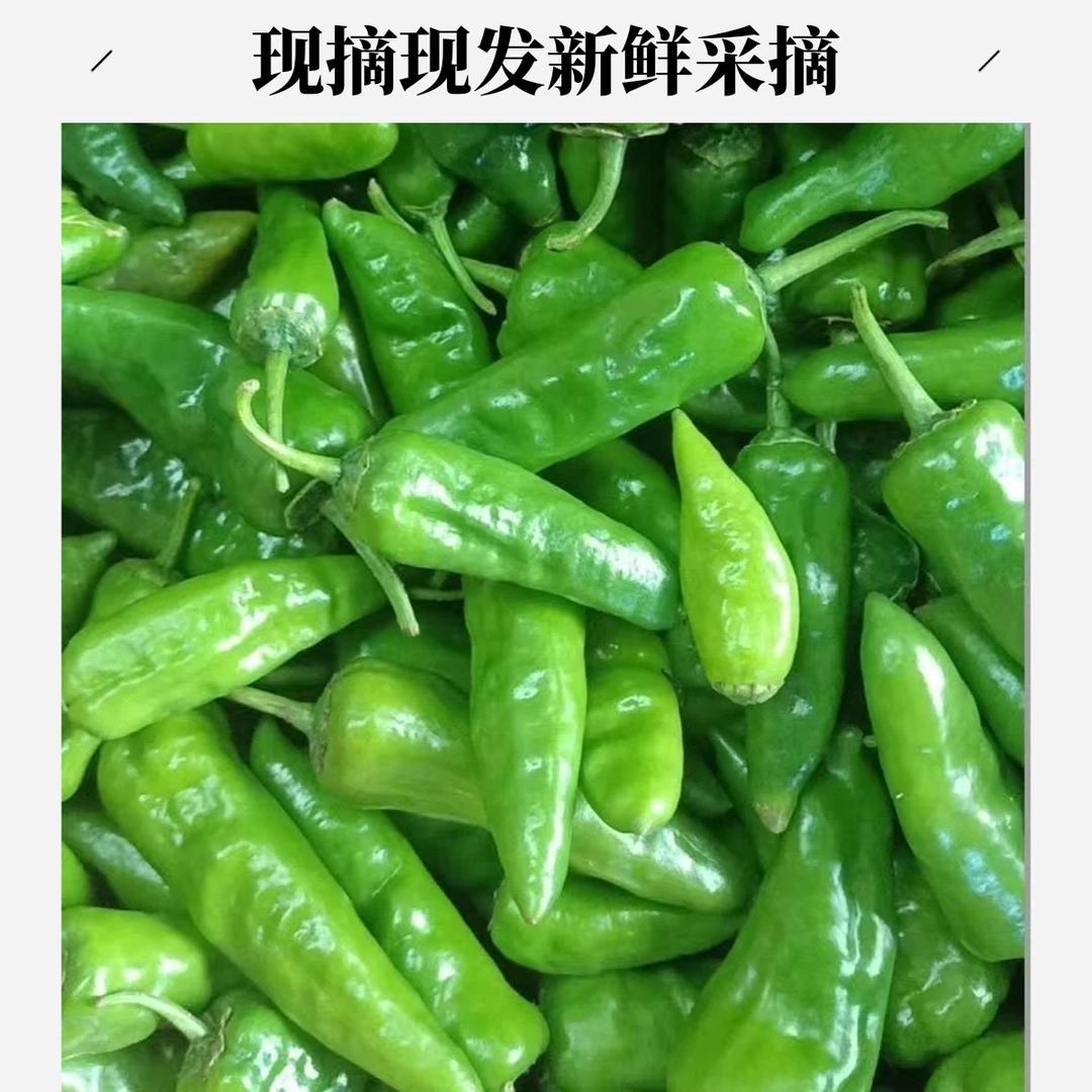 余干椒正宗广东辣椒农家种植现摘现发新鲜采摘新鲜发泡菜当季枫树