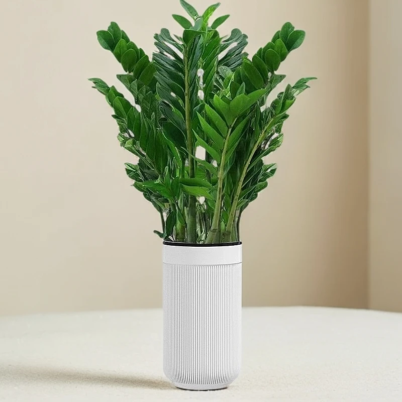 【送盆1.0-1.2米高】大型金钱树办公室绿植室内除甲醛空气净化盆栽