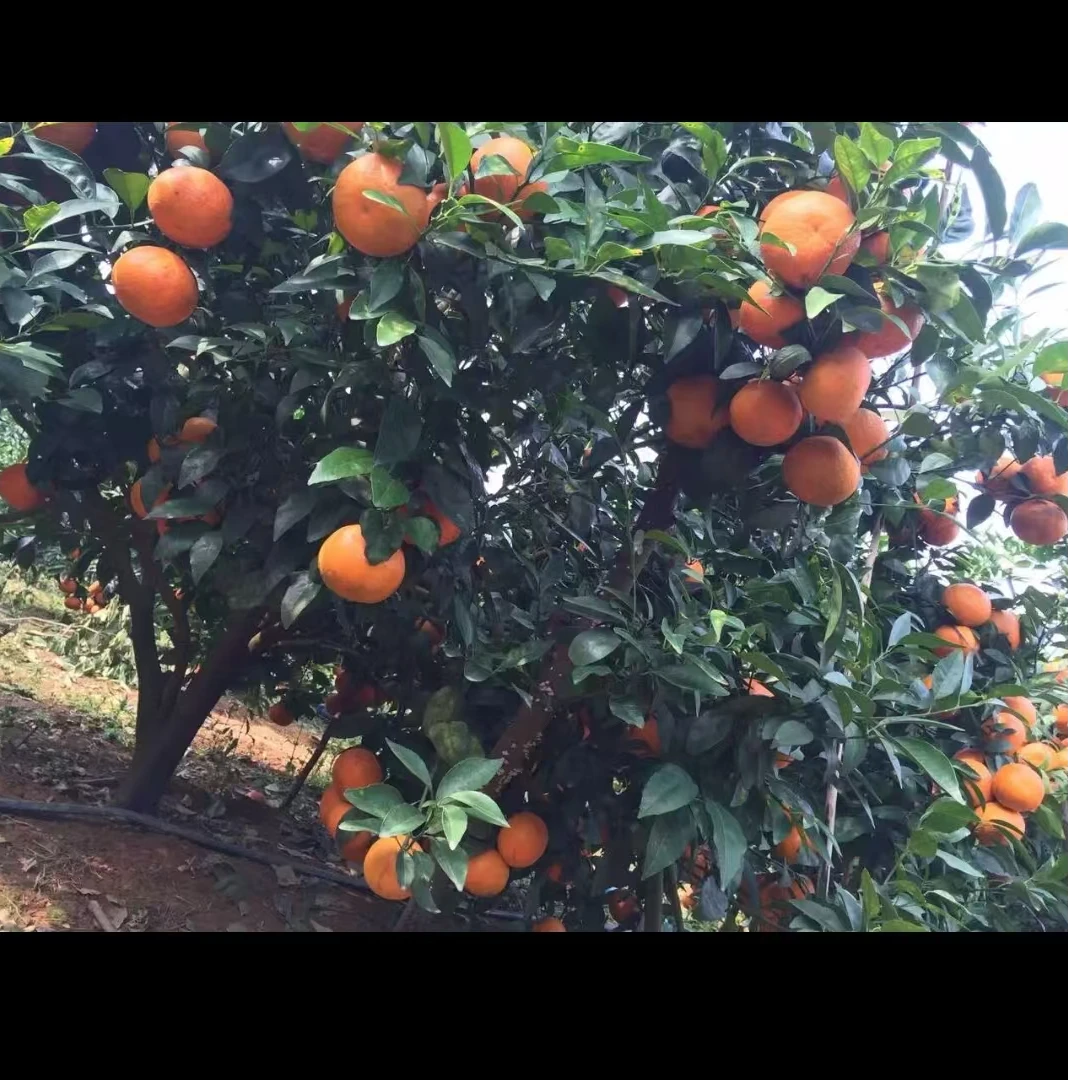 正品广西沃柑两年嫁接营养杯成品苗