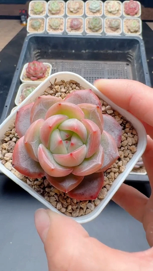 【闪购商品】519A多肉带盆土6.5杯当天拍3颗包柚