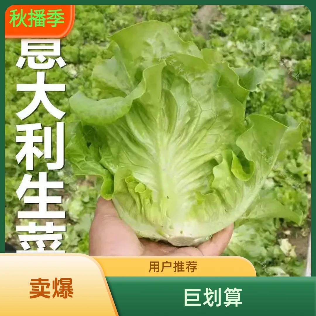 【满5包包邮】生菜意大利全年耐抽苔生菜种子高产阳台盆栽四季蔬菜