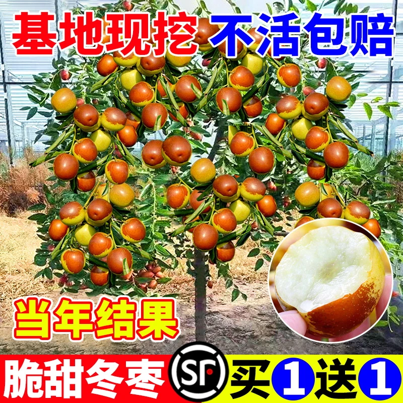 沾化冬枣树苗特大冬枣嫁接特大北方南方种植庭院葫芦枣树果树果苗