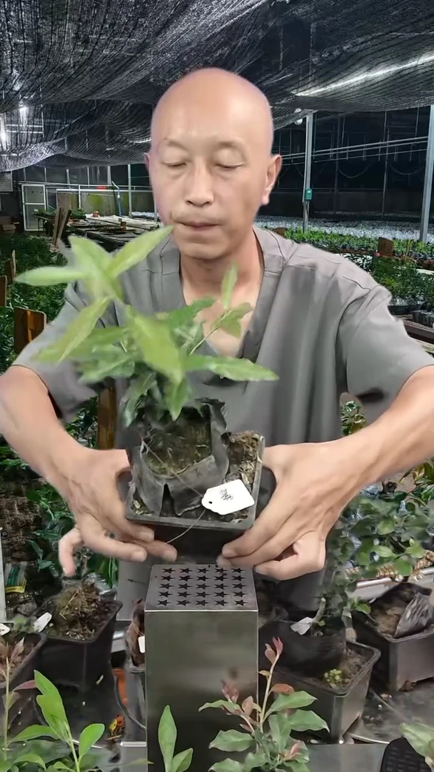 金弹子品种002血钻