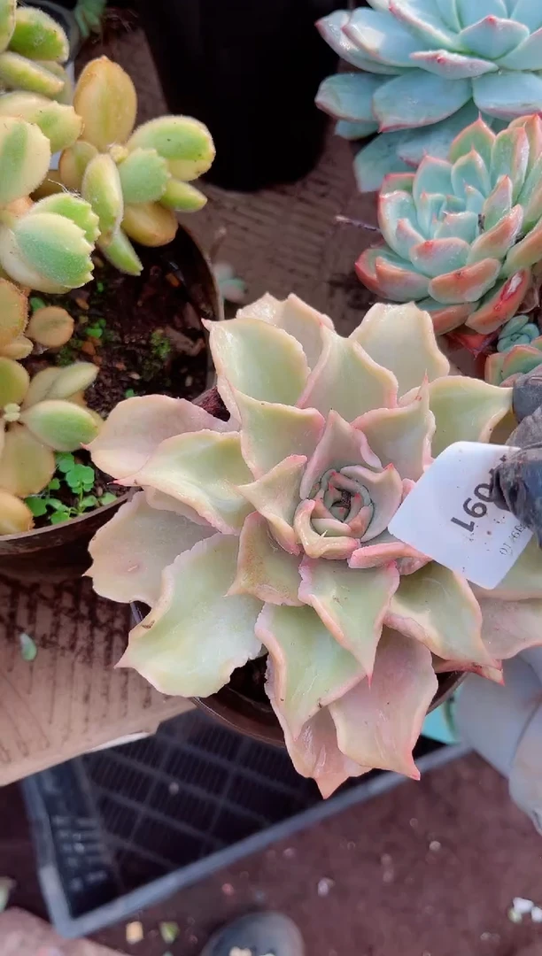 一**求多肉植物一物一拍17091