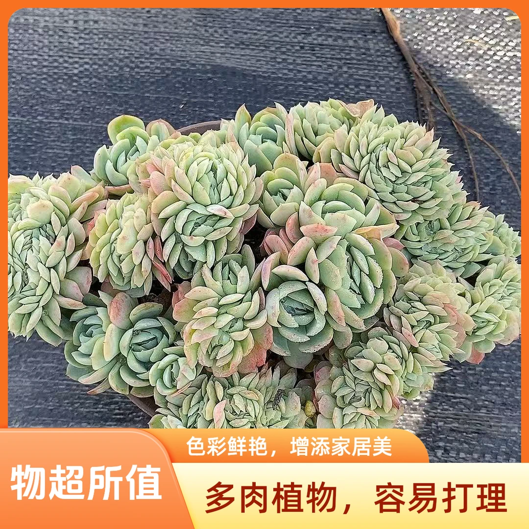 贝瑞朵朵缀 小老桩  熊猫多肉（满19包邮）脱土发  庭院美观