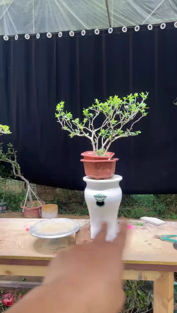 当前无花朵，栽培后可花朵饶*钦海岛栀子花
