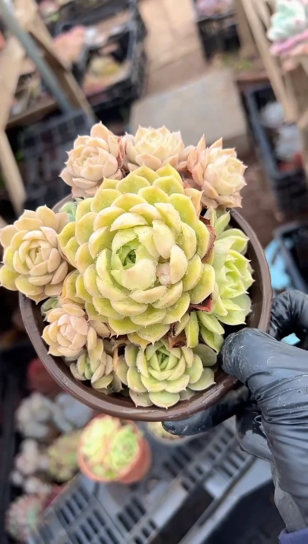 西****i多肉植物一物一拍17230