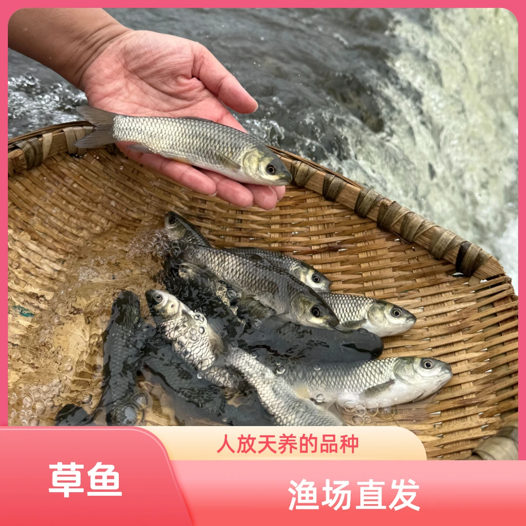 晶晶（草鱼）吃草的鱼儿 四川眉山老渔场发货 淡水养殖