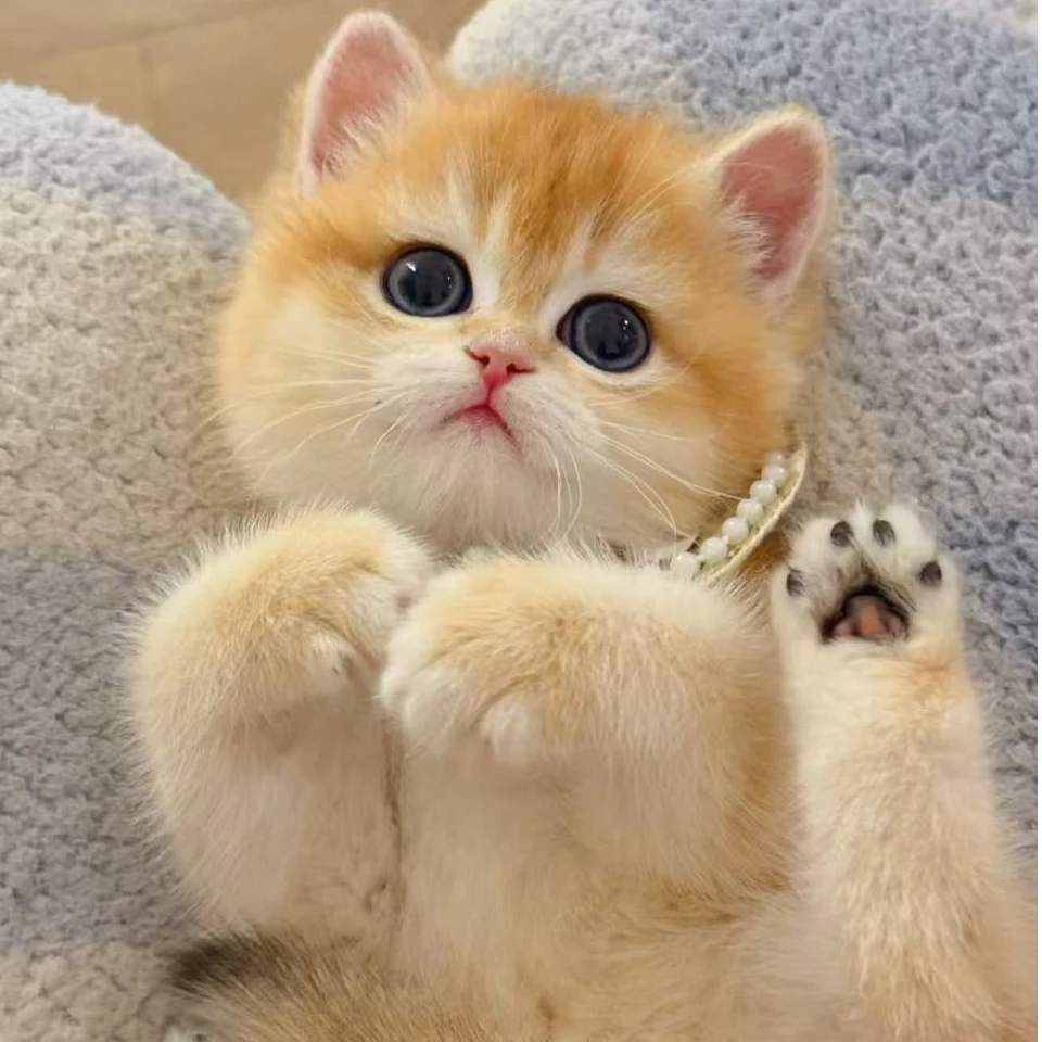 【云吸喵喵】全品类猫咪一对一挑选 没有喜欢的全额退款