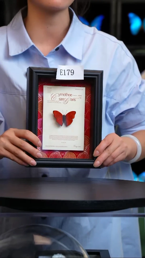 刹*微瑕蝴蝶标本摆件一口价E179