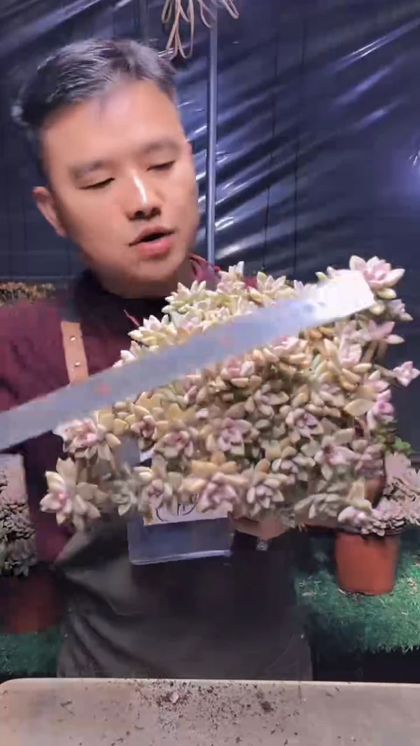 222淡雪缀化（一物一拍）