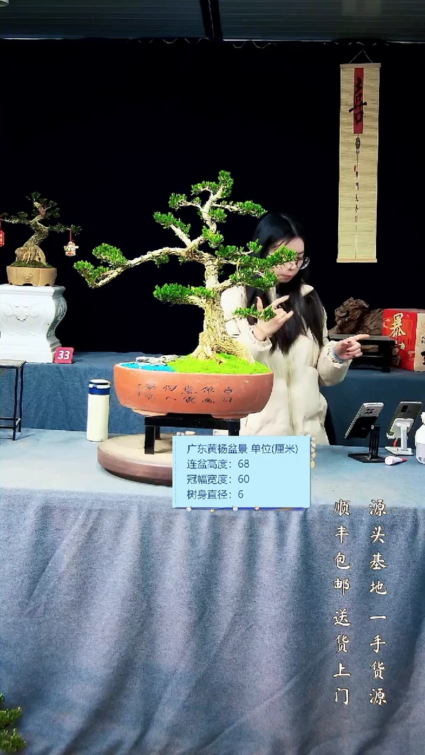 【闪购商品】黄杨盆景黄杨盆景