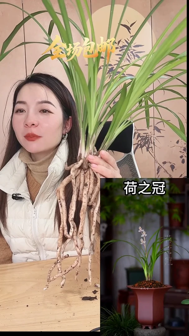 当前无花栽培后可以开花：荷之冠