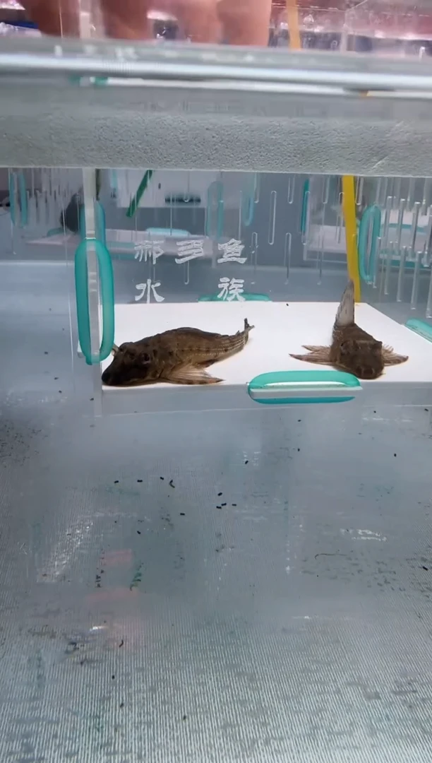 清道夫6不包入缸损27