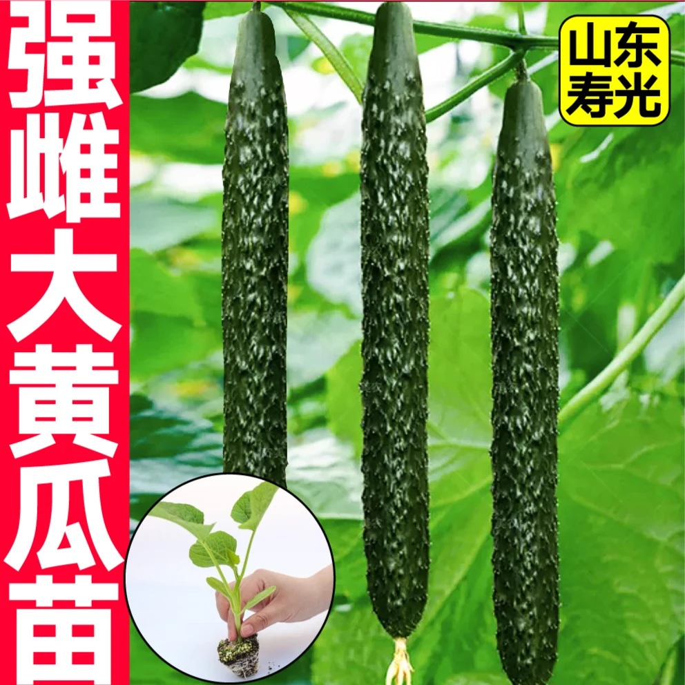强雌大黄瓜秧苗 四季种植青瓜黄瓜蔬菜苗 高产易种春秋阳台盆栽苗