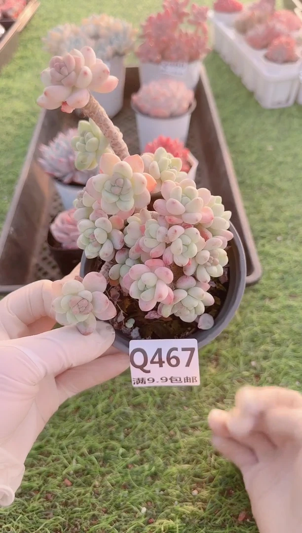 【闪购商品】梦会多肉一物一拍