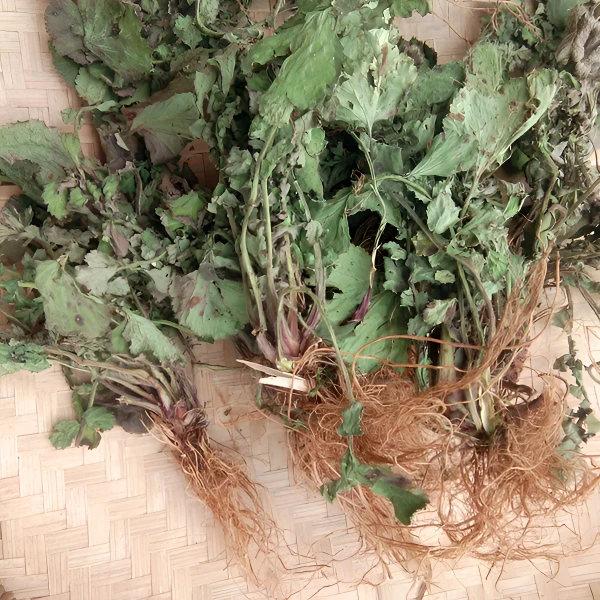 新鲜现晒兰布正干货全株见肿消 炖肉煲汤南布正水杨梅500克非桑叶