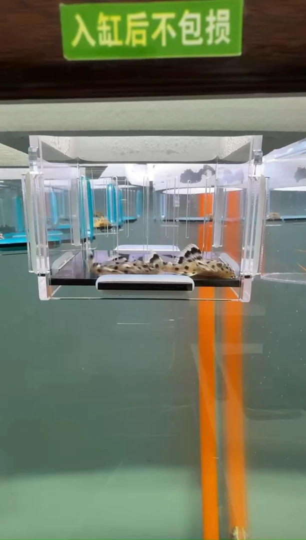 清道夫鱼091号264入缸不包损录制完整开箱视频3.8-4.2厘米