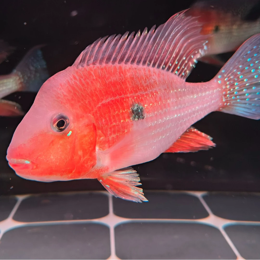 赤荔凤冠关刀鱼食土鲷淡水观赏鱼顺丰包邮