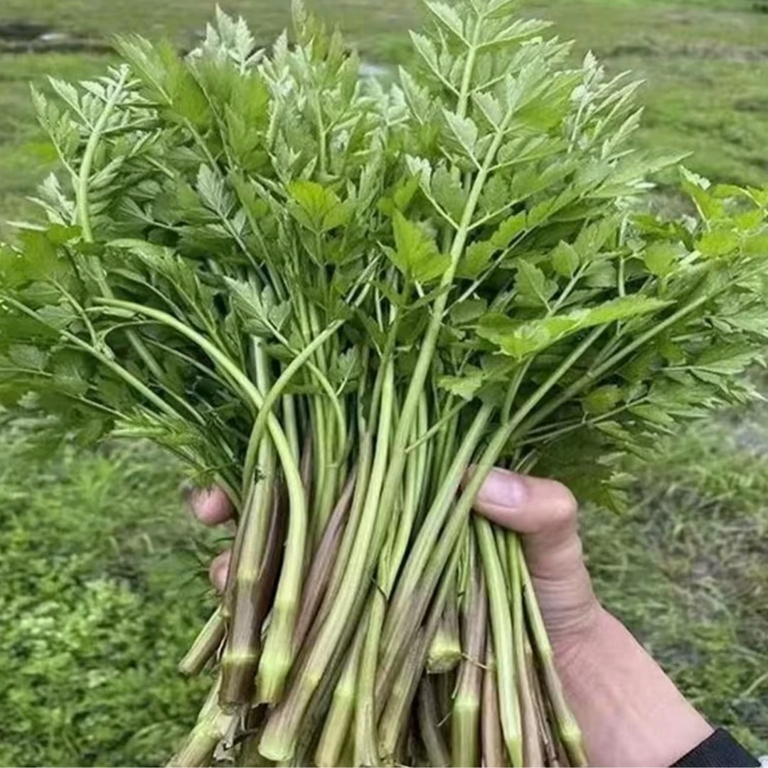 【大叶芹菜种子】香味浓郁芹菜种子四季播种蔬菜种子