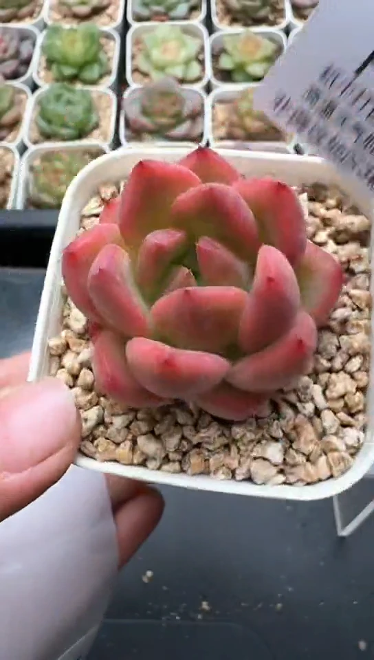 631F云禹多肉植物 默认脱土纸巾打包 3颗包邮