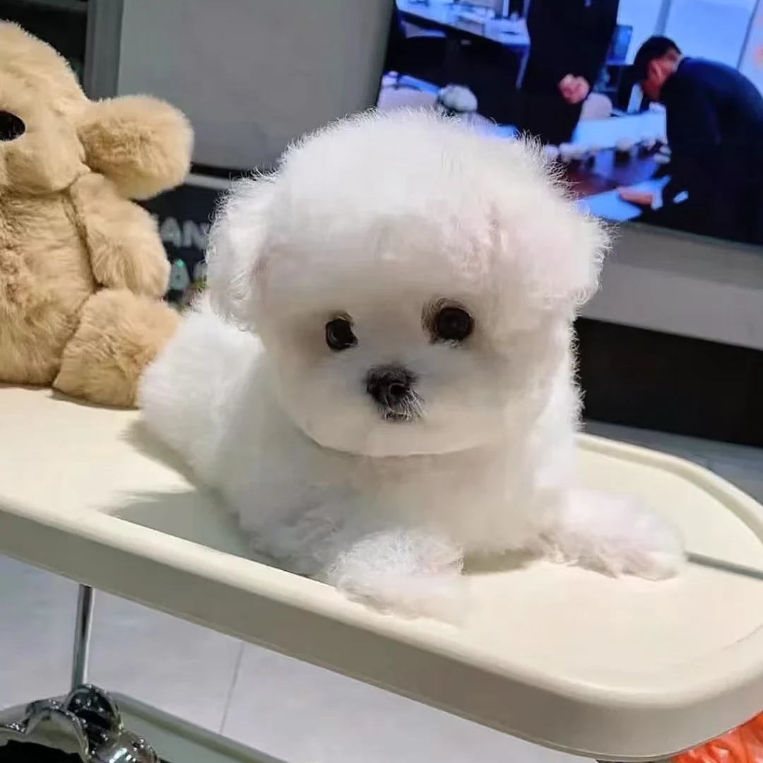 吴姐家狗狗专用链接