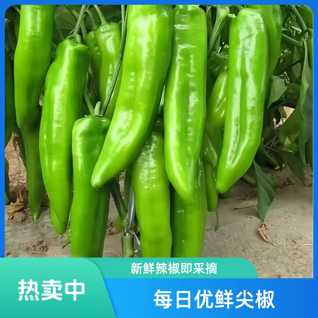 【每日优鲜】山东-尖椒500g±50g