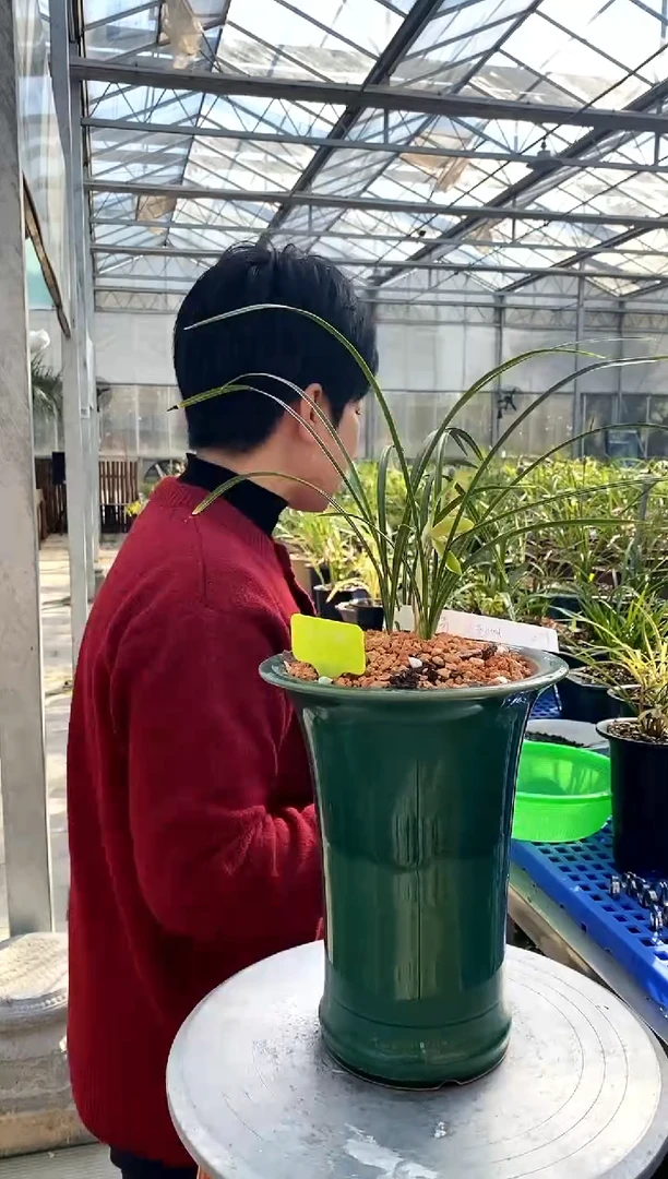 【闪购商品】老月佩，峰哥