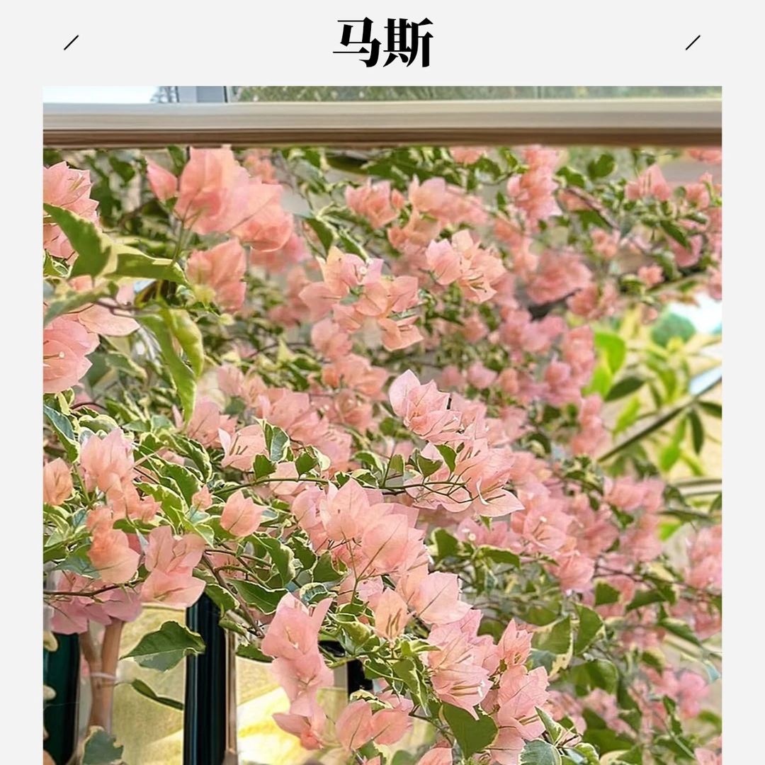 【马斯】品种袋苗三角梅四季勤花爬藤绿植袋苗不包huo