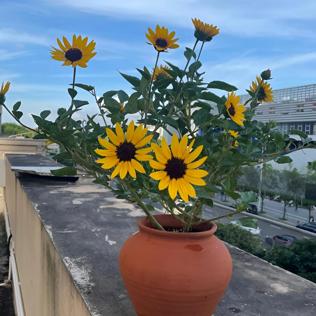 红心光辉岁月向日葵盆栽花期长适合阳台种植开花植物可盆栽可地栽