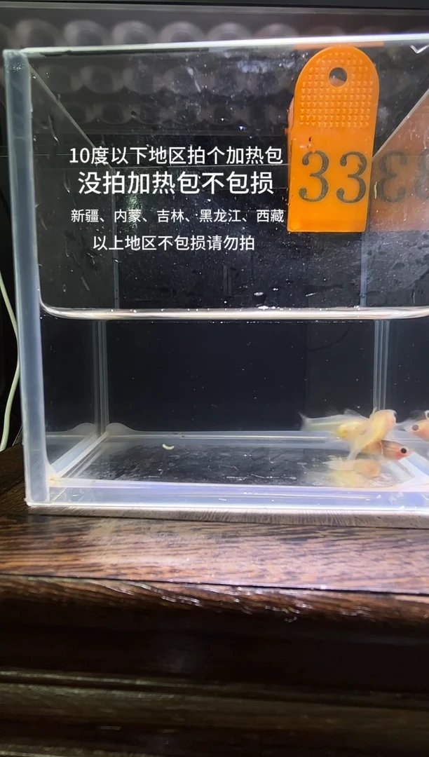 孔雀鱼粉猫短体孔雀鱼33