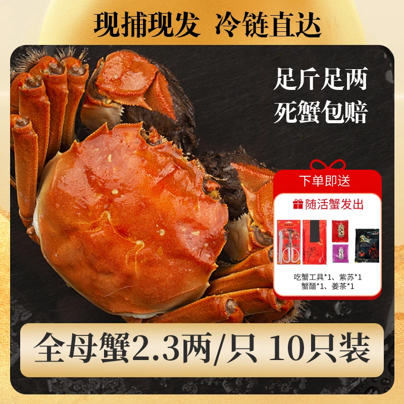 【活蟹】全母蟹2.3两10只/8只(精挑蟹)苏州精品大闸蟹鲜活冷链直发