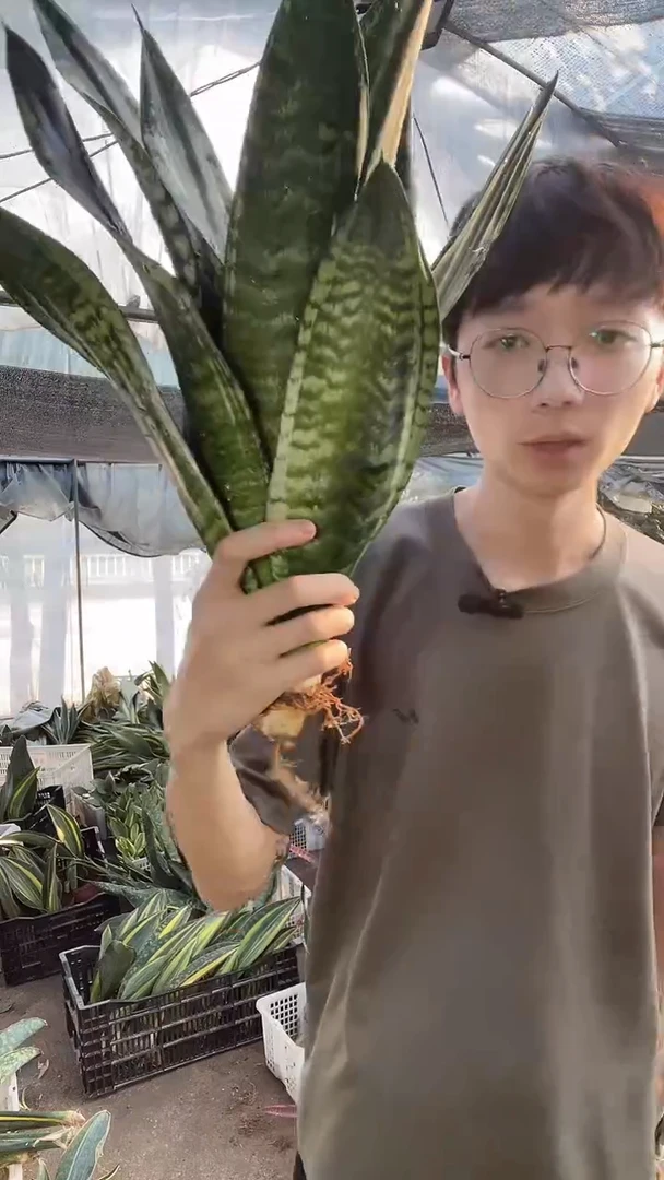 母本繁星裸根3棵29.8