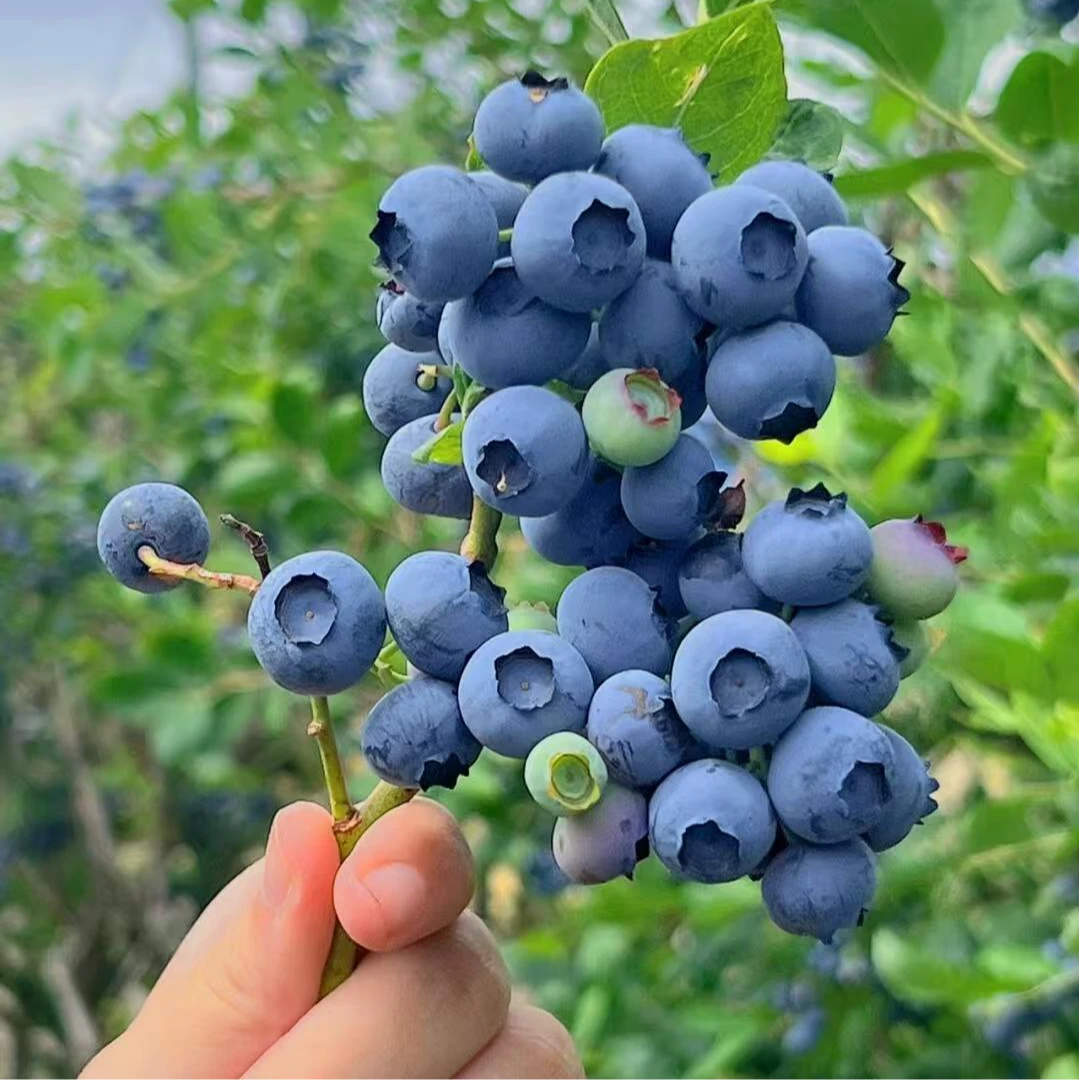 蓝莓树苗一物一拍南方北方盆栽地栽带果