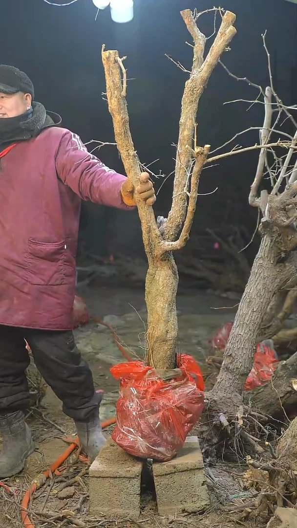 完全开放石榴1294